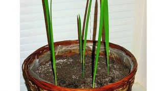 Картинка по теме - как посадить финиковую пальму