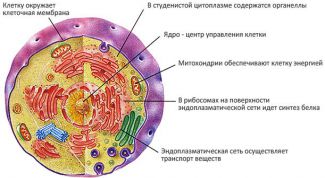 Картинка по теме - что такое биофизика
