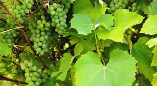 Картинка по теме - как защитить виноград от болезней