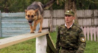 Картинка по теме - как выучиться на кинолога