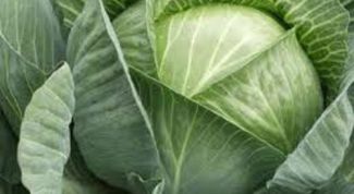 Картинка по теме - как готовить блюда из капусты в духовке