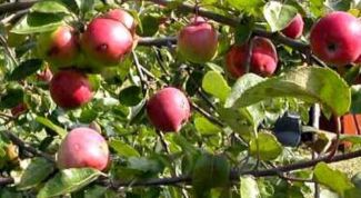 Картинка по теме - как защитить садовые деревья от вредителей