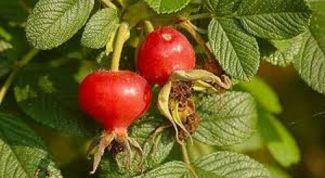 Картинка по теме - как хранить шиповник