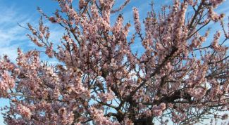 Картинка по теме - как посадить миндаль