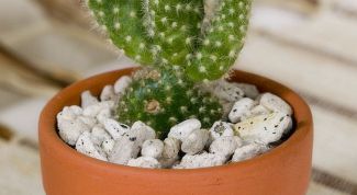 Картинка по теме - как выбрать горшок для цветка