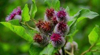 Картинка по теме - как заваривать корень лопуха