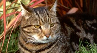 Картинка по теме - как лечить дерматит у кошки