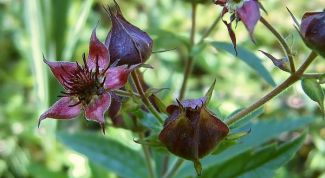 Картинка по теме - как приготовить настойку сабельника