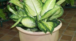 Картинка по теме - как укоренить диффенбахию