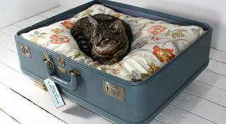 Картинка по теме - как сделать место для кошки