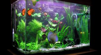 Картинка по теме - как починить аквариум