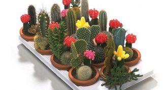 Картинка по теме - как разводить кактусы