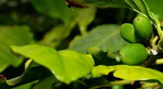 Картинка по теме - как посадить кофе