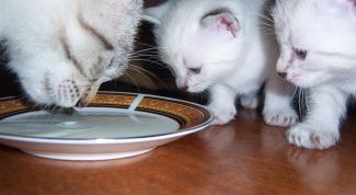 Картинка по теме - что делать, если кошка не ест