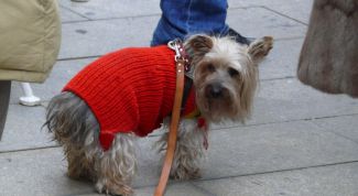 Картинка по теме - как связать жилет для собаки