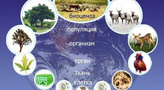 Картинка по теме - что такое биосистема