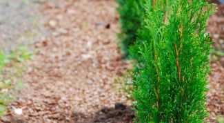 Картинка по теме - как посадить живую изгородь