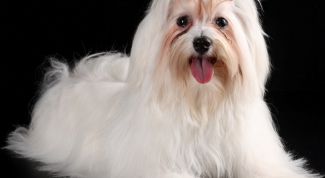 Картинка по теме - как научиться играть 