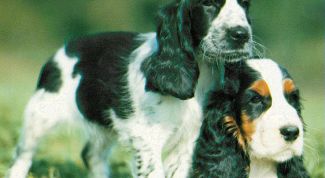 Картинка по теме - как обращаться с щенком