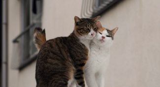 Картинка по теме - как определить когда у кошки течка