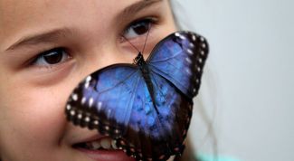 Картинка по теме - как организовать выставку бабочек