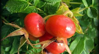 Картинка по теме - как принимать отвар шиповника