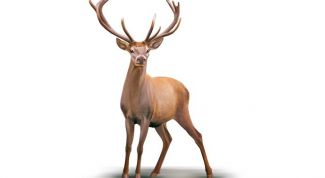 Картинка по теме - как нарисовать северного оленя