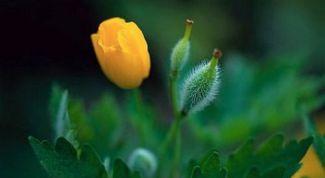 Картинка по теме - как вывести бородавки чистотелом