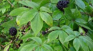 Картинка по теме - как применять элеутерококк