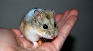 Картинка по теме - как выбрать хомячка