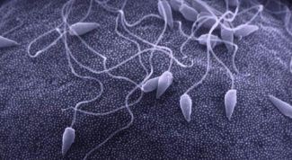 Картинка по теме - почему не происходит оплодотворение