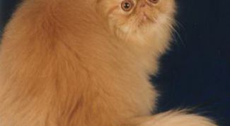 Картинка по теме - как кормить персидскую кошку