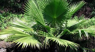 Картинка по теме - как ухаживать за комнатной пальмой