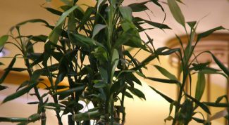 Картинка по теме - как разводить драцену