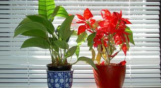 Картинка по теме - как вымыть жалюзи