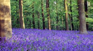 Картинка по теме - как фотографировать лес