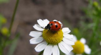 Картинка по теме - как узнать, любит или нет