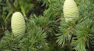 Картинка по теме - как вырастить кедр из семени