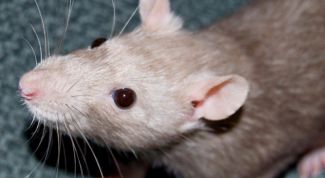 Картинка по теме - как защитить свой дом от мышей