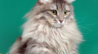 Картинка по теме - как выбрать кличку кошке