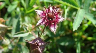 Картинка по теме - как настоять сабельник