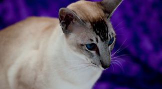 Картинка по теме - как отличить ориентальную кошку от сиамской