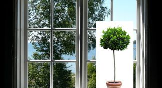 Картинка по теме - как вставить объект в фотографию