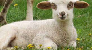 Картинка по теме - как нарисовать ягненка