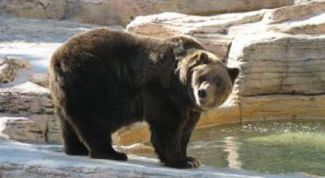 Картинка по теме - как рассказывать ребенку о животных