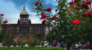 Картинка по теме - как вырастить штамб