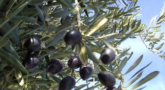 Картинка по теме - как выращивать оливки