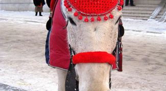 Картинка по теме - как связать ушки на лошадь