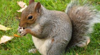 Картинка по теме - как лепить белку