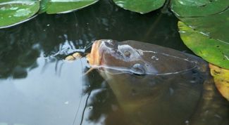 Картинка по теме - как ловить золотого карася